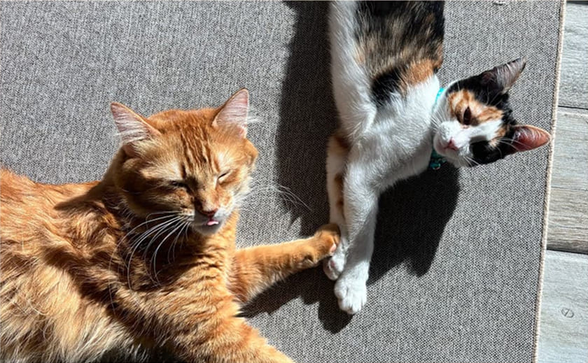 Zwei Katzen liegen auf einem grauen Teppich