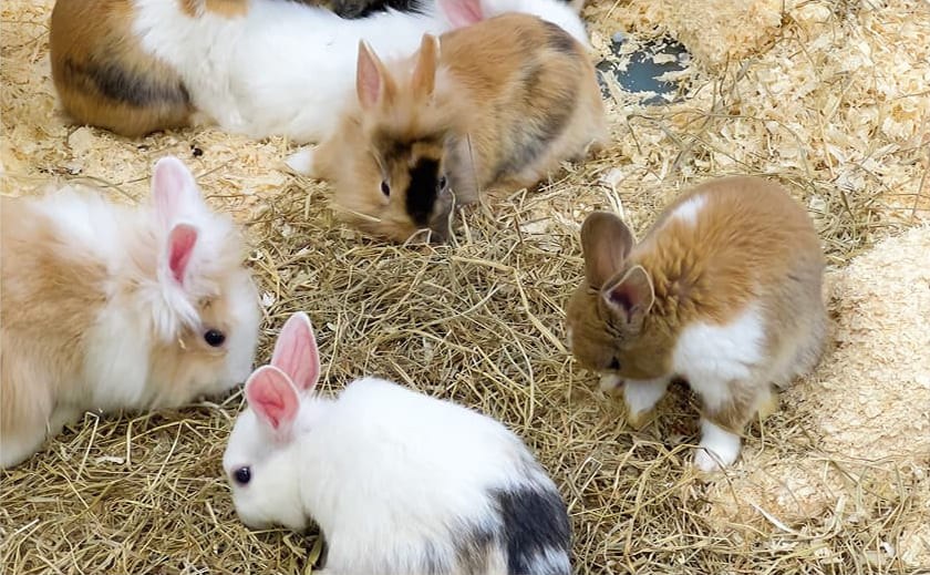 Ein paar Kaninchen im Stroh