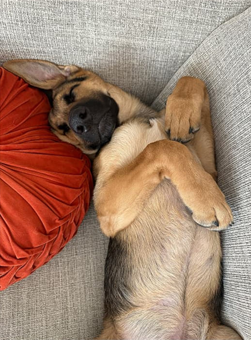 Ein Hund liegt auf dem Rücken auf einem Sofa
